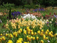 /album/galerie-de-photos-floraisons/jardin-2014-456-comp-jpg/